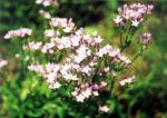 [28] centuria pospolita Centaurium erythraea subsp. erythraea, fot. A. Dorda